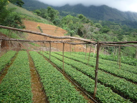 Our plant nursery